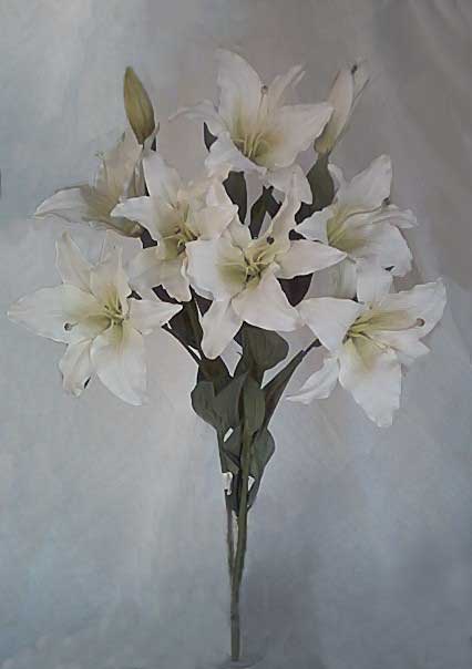 Casablanca Lily